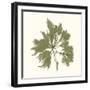 Seaweed Collection III-Vision Studio-Framed Art Print