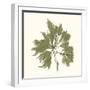 Seaweed Collection III-Vision Studio-Framed Art Print