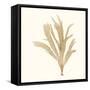Seaweed Collection IV-Vision Studio-Framed Stretched Canvas