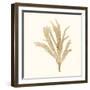 Seaweed Collection IV-Vision Studio-Framed Art Print