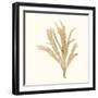 Seaweed Collection IV-Vision Studio-Framed Art Print