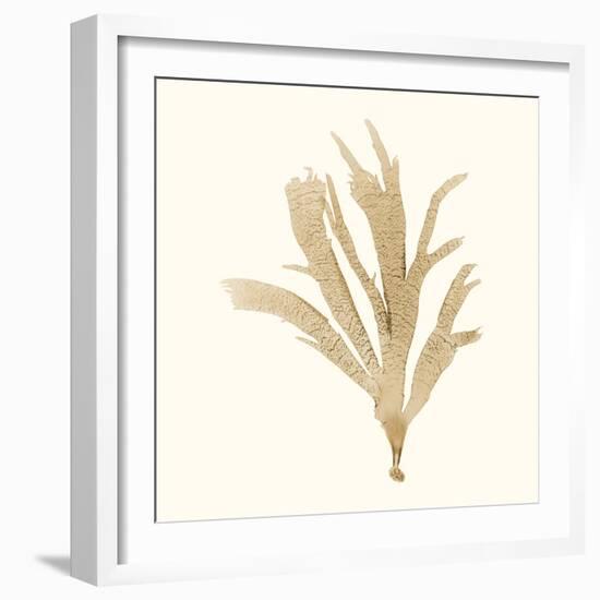 Seaweed Collection IV-Vision Studio-Framed Art Print