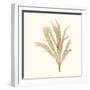 Seaweed Collection IV-Vision Studio-Framed Art Print