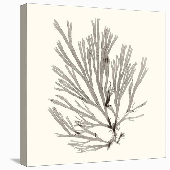 Seaweed Collection IX-Vision Studio-Stretched Canvas