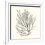Seaweed Collection IX-Vision Studio-Framed Art Print