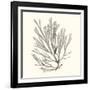 Seaweed Collection IX-Vision Studio-Framed Art Print