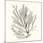 Seaweed Collection IX-Vision Studio-Mounted Art Print