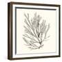 Seaweed Collection IX-Vision Studio-Framed Art Print