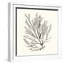 Seaweed Collection IX-Vision Studio-Framed Art Print