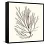 Seaweed Collection IX-Vision Studio-Framed Stretched Canvas