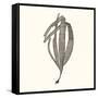 Seaweed Collection V-Vision Studio-Framed Stretched Canvas