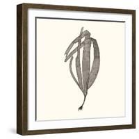 Seaweed Collection V-Vision Studio-Framed Art Print