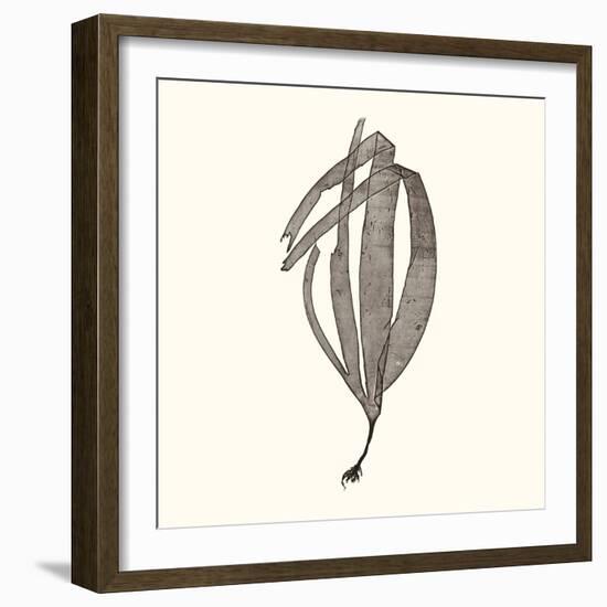 Seaweed Collection V-Vision Studio-Framed Art Print