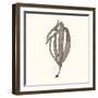 Seaweed Collection V-Vision Studio-Framed Art Print