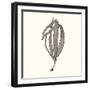 Seaweed Collection V-Vision Studio-Framed Art Print