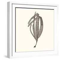 Seaweed Collection V-Vision Studio-Framed Art Print