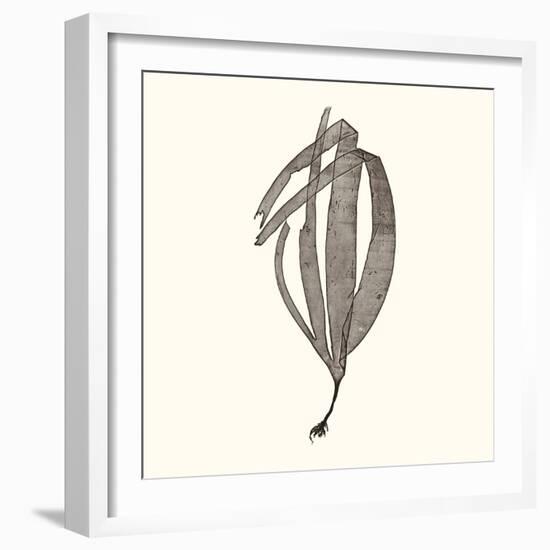 Seaweed Collection V-Vision Studio-Framed Art Print