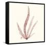 Seaweed Collection VI-Vision Studio-Framed Stretched Canvas