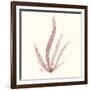 Seaweed Collection VI-Vision Studio-Framed Art Print