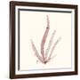 Seaweed Collection VI-Vision Studio-Framed Art Print