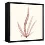 Seaweed Collection VI-Vision Studio-Framed Stretched Canvas