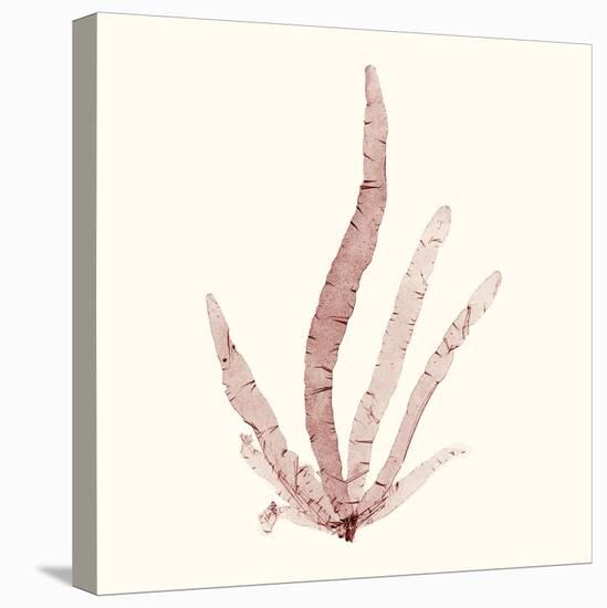 Seaweed Collection VI-Vision Studio-Stretched Canvas