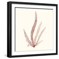 Seaweed Collection VI-Vision Studio-Framed Art Print