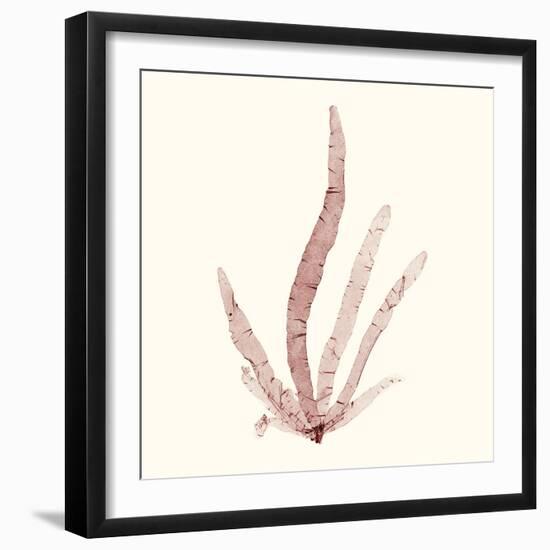 Seaweed Collection VI-Vision Studio-Framed Art Print