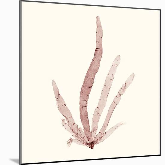 Seaweed Collection VI-Vision Studio-Mounted Art Print