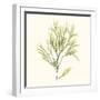 Seaweed Collection VII-Vision Studio-Framed Art Print
