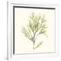 Seaweed Collection VII-Vision Studio-Framed Art Print