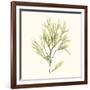 Seaweed Collection VII-Vision Studio-Framed Art Print