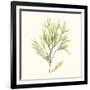 Seaweed Collection VII-Vision Studio-Framed Art Print