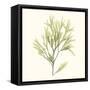 Seaweed Collection VII-Vision Studio-Framed Stretched Canvas