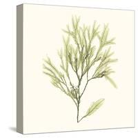Seaweed Collection VII-Vision Studio-Stretched Canvas