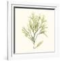 Seaweed Collection VII-Vision Studio-Framed Art Print