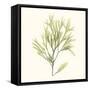 Seaweed Collection VII-Vision Studio-Framed Stretched Canvas