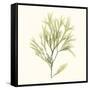 Seaweed Collection VII-Vision Studio-Framed Stretched Canvas