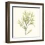 Seaweed Collection VII-Vision Studio-Framed Art Print