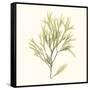 Seaweed Collection VII-Vision Studio-Framed Stretched Canvas