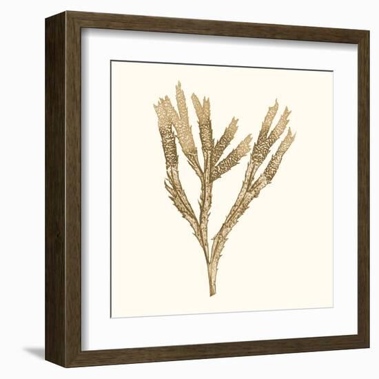 Seaweed Collection VIII-Vision Studio-Framed Art Print