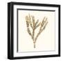 Seaweed Collection VIII-Vision Studio-Framed Art Print