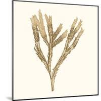 Seaweed Collection VIII-Vision Studio-Mounted Art Print