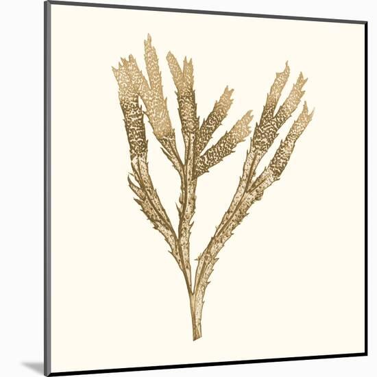 Seaweed Collection VIII-Vision Studio-Mounted Art Print