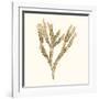 Seaweed Collection VIII-Vision Studio-Framed Art Print