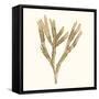 Seaweed Collection VIII-Vision Studio-Framed Stretched Canvas