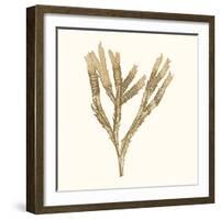 Seaweed Collection VIII-Vision Studio-Framed Art Print
