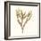 Seaweed Collection VIII-Vision Studio-Framed Art Print