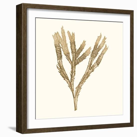 Seaweed Collection VIII-Vision Studio-Framed Art Print