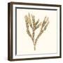 Seaweed Collection VIII-Vision Studio-Framed Art Print